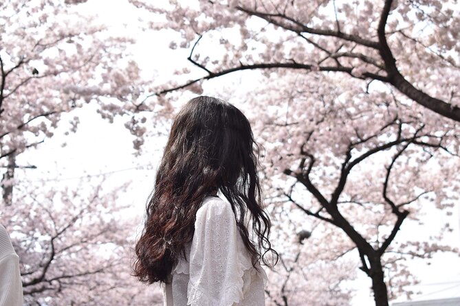 2026 Cherry Blossom East Day Tour in Jeju with UNESCO - Key points at a glance