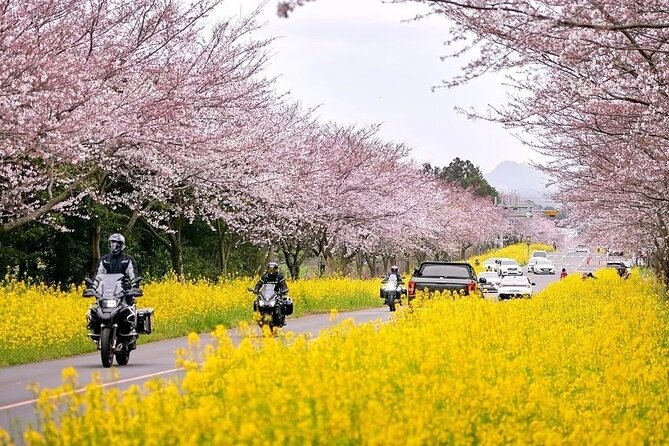 2026 Cherry Blossom East Day Tour in Jeju with UNESCO - Jeonnong-ro: Jeju’s evening-friendly cherry blossom street