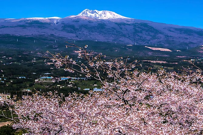 2026 Cherry Blossom East Day Tour in Jeju with UNESCO - Seongeup Folk Village: a living Jeju community