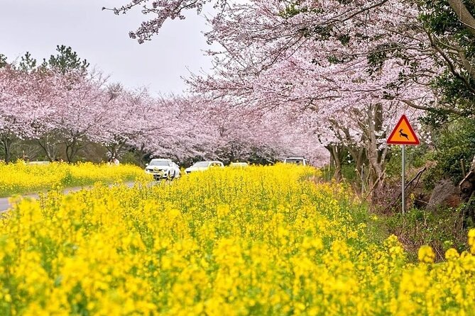2026 Cherry Blossom East Day Tour in Jeju with UNESCO - Ilchul Land: a paid garden built around Micheon Cave