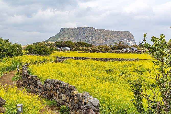 2026 Cherry Blossom East Day Tour in Jeju with UNESCO - Seopjikoji: Jeju’s open eastern coast