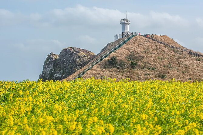 2026 Cherry Blossom East Day Tour in Jeju with UNESCO - Seongsan Ilchulbong: the UNESCO finish