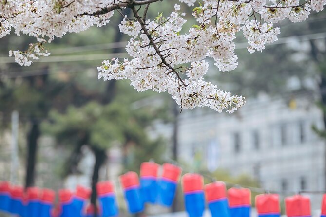 2026 Cherry Blossom East Day Tour in Jeju with UNESCO - What the $77.48 price really covers
