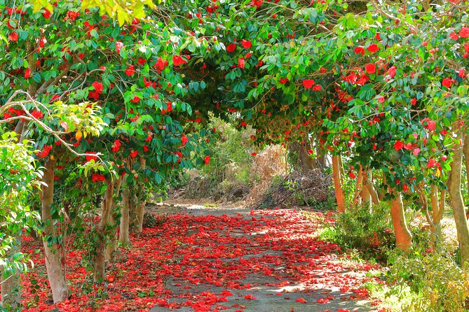2026 JEJU Cherry Blossom West&South Full Day Tour with UNESCO - Why this Jeju blossom tour makes sense