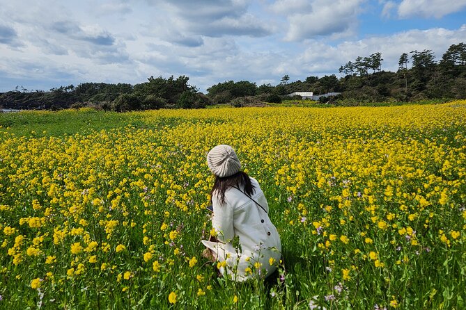 2026 JEJU Cherry Blossom West&South Full Day Tour with UNESCO - Yerae Ecological Park and the best blossom setting