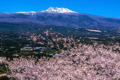 2026 JEJU Cherry Blossom West&South Full Day Tour with UNESCO