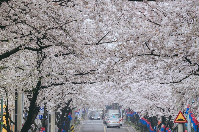 2026 JEJU Cherry Blossom West&South Full Day Tour with UNESCO - Yongmeori Coast at Sanbangsan