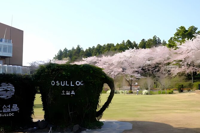 2026 JEJU Cherry Blossom West&South Full Day Tour with UNESCO - O’sulloc Tea Museum and Jeju’s green tea fields