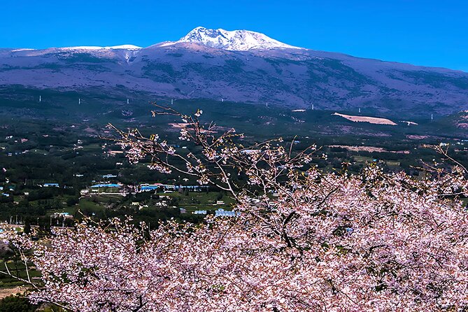 2026 JEJU Cherry Blossom West&South Full Day Tour with UNESCO - Camellia Hill beyond cherry blossom season