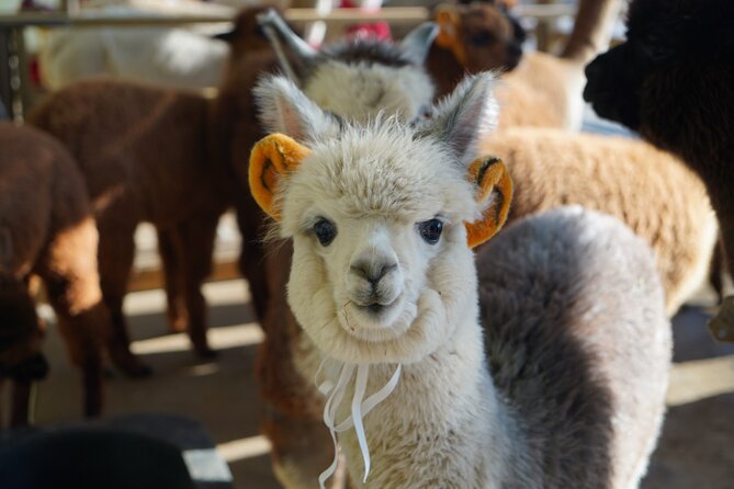 Alpaca, Nami, Eobi with Rail Bike or Strawberry - Why this Seoul day trip works