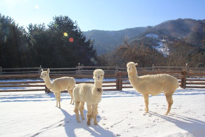 Alpaca, Nami, Eobi with Rail Bike or Strawberry - Rail biking or strawberry picking before Nami Island