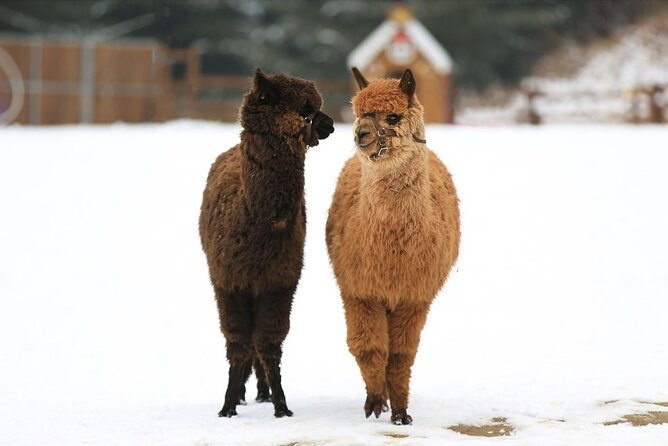 Alpaca World and Nami Island with Gangchon Rail Bike Tour - Meeting alpacas at Alpaca World