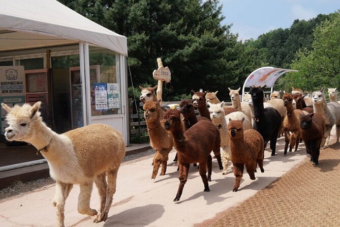 Alpaca World and Nami Island with Gangchon Rail Bike Tour - Who will enjoy this tour most?