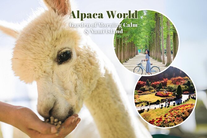 Alpaca World & Nami Island & Garden of Morning Calm One Day Tour - Nami Island mixes wooded paths with tourist crowds