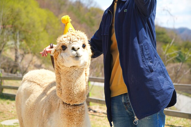 Alpaca World Tour with Nami Island (optional Railbike or Garden) - Alpaca World, the morning crowd-pleaser