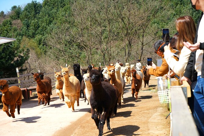 Alpaca World Tour with Nami Island (optional Railbike or Garden) - The Stay Healing Park and the Starlight Festival