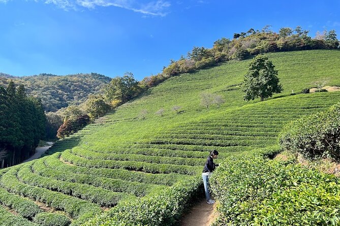 Boseong Tour : Green Tea Field, Mountain & Lake Trail (Private) - Daehan Dawon, Boseong’s famous green slopes