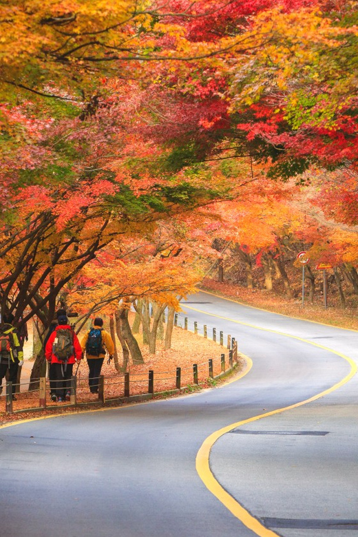 Busan: Naejangsan National Park Autumn Foliage One Day Tour - Key points to know before booking
