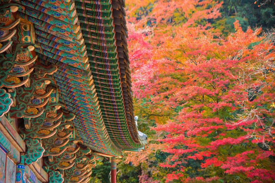 Busan: Naejangsan National Park Autumn Foliage One Day Tour - Free time for hiking, photos, and a local lunch