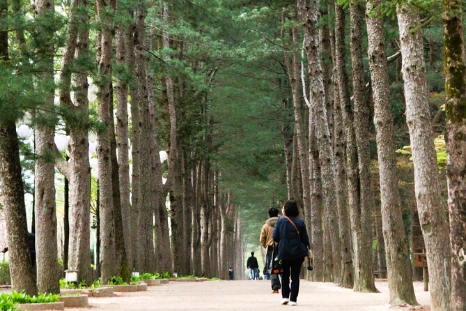 Day Trip to Nami Island with Rail bike and The Garden of Morning Calm - Three and a half hours on Nami Island