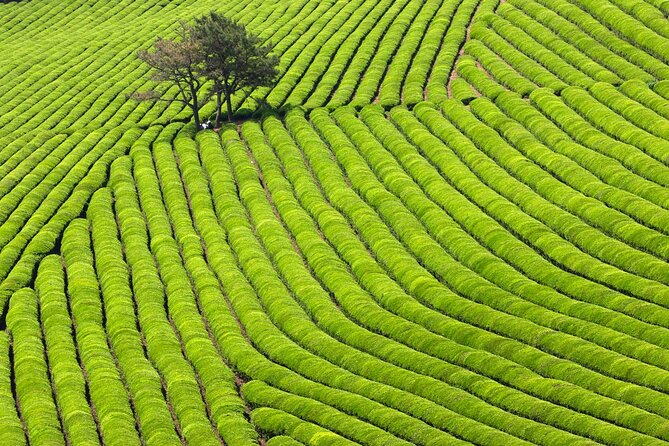 Discover Western Korea in 4days: All-Inclusive Experience - What this four-day western Korea route actually gives you