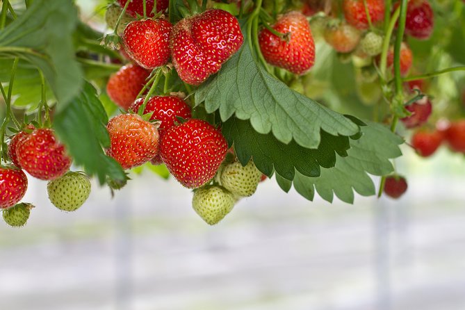 Eobi Valley(Winter), Strawberry, Nami Island & Railbike fr Seoul - Timing, transport, and group size