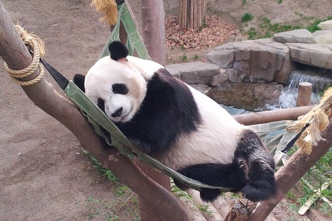 EVERLAND "From Hotel to Hotel" [Premium Private Tour: Only One Group for You] - Who should book this Everland tour?