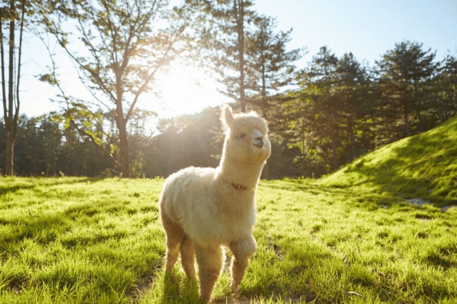 From Seoul: Full Day Trip to Alpaca Farm with Rail Bike - Key points at a glance