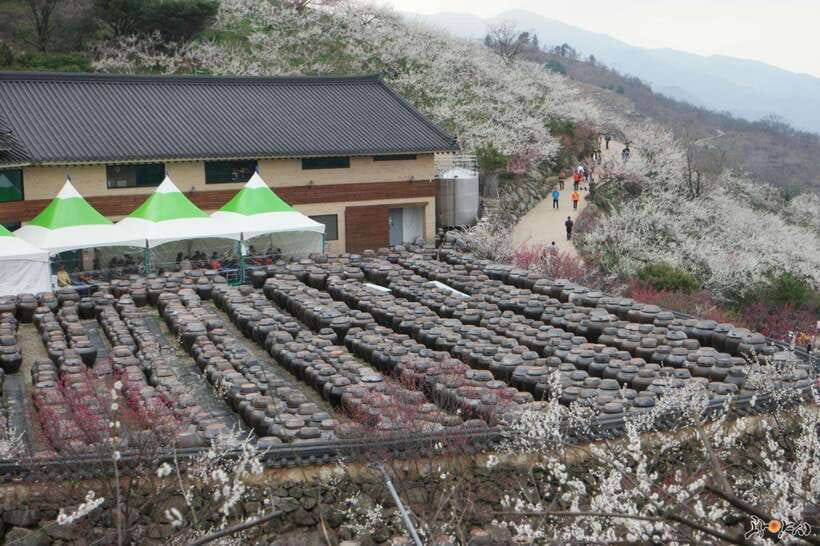 From Seoul: Korea Spring Cherry Blossom Day Tour - Key points to know before booking