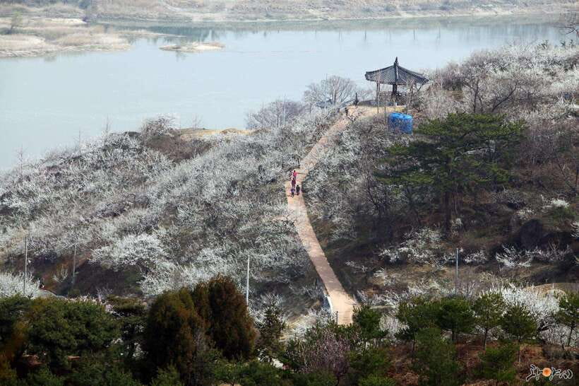 From Seoul: Korea Spring Cherry Blossom Day Tour - A spring tour with several different faces