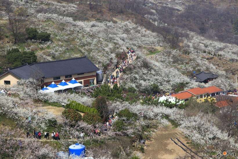 From Seoul: Korea Spring Cherry Blossom Day Tour - Donghaksa Temple beneath cherry blossoms