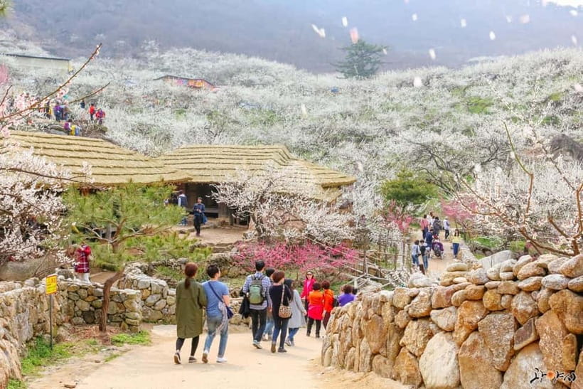 From Seoul: Korea Spring Cherry Blossom Day Tour - Gwangyang Maehwa Village and the white beginning of spring