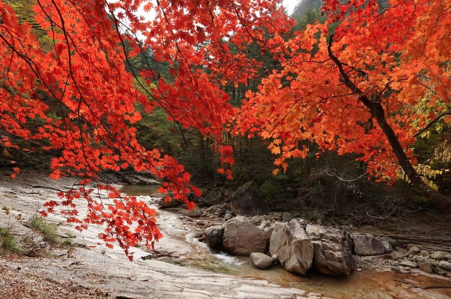 From Seoul: Seoraksan Mountain with Cable Car- Shuttle Bus - Autumn color, with a little uncertainty