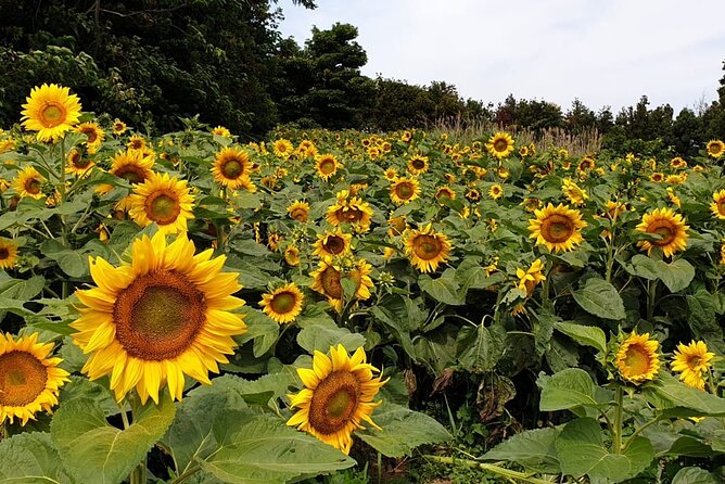 Full Day 12 hours whole Jeju Island private flexible tour - Building your own Jeju route