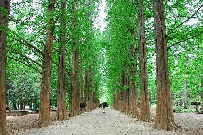 Full-Day Customizable Private Tour to Nami Island and surrounding Area - The Garden of Morning Calm rewards a longer visit