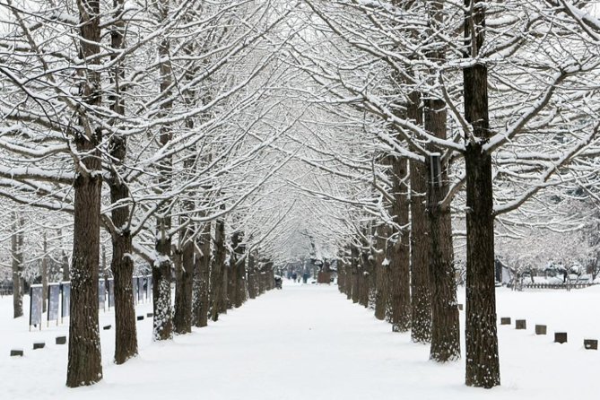 Full-Day Customizable Private Tour to Nami Island and surrounding Area - Elysian Gangchon suits snow days