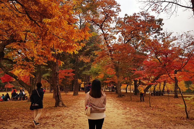 [ Full Day ] Nami Island & Petit France From Seoul - Six hours among cherry and ginkgo trees