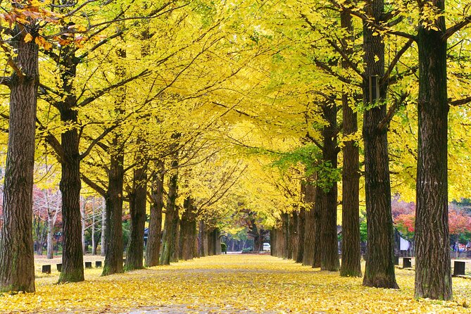 Full Day Private Tour Nami Island, Garden & Petite France - What the private vehicle adds