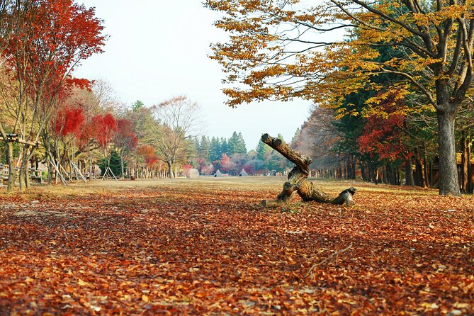 Full Day Private Tour Nami Island, Garden & Petite France - The Garden of Morning Calm: start with order and color