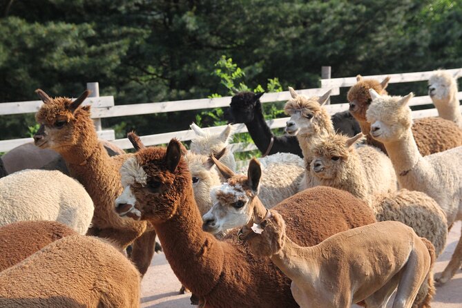 Full-Day Tour in Mt. Seorak & Nami (+Rail Bike Option) - Nami Island, ferry crossing, and tree-lined paths