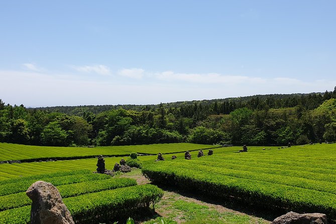 Fully Customizable Private Tour of Jeju Island - Horseback riding, cafés, and family requests