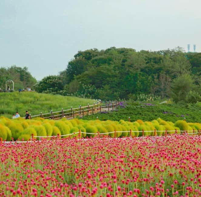 Hantan Canyon & Goseokjeong Flower Garden & Pink Muhly Park - Goseokjeong Flower Garden changes with the calendar