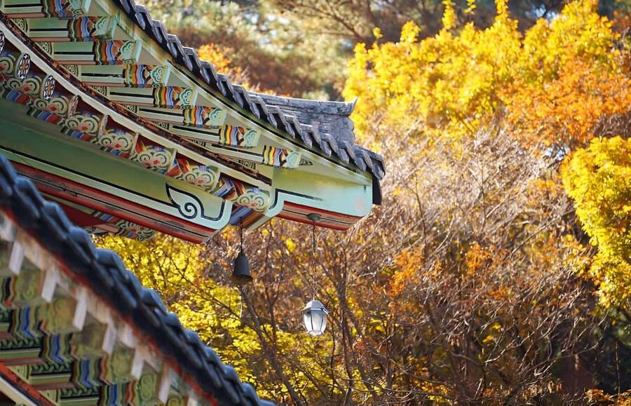Jeju: 2026 Autumn Tour with Pink Muhly Festival Hotel Pickup - Key points for planning your Jeju autumn day