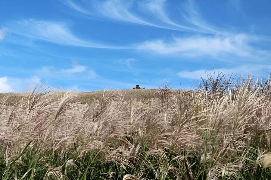 Jeju: 2026 Autumn Tour with Pink Muhly Festival Hotel Pickup - Sangumburi Crater among the silver grass