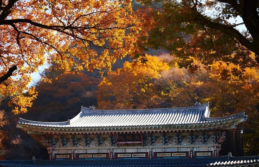 Jeju: 2026 Autumn Tour with Pink Muhly Festival Hotel Pickup - Hueree Natural Park and the Pink Muhly Festival