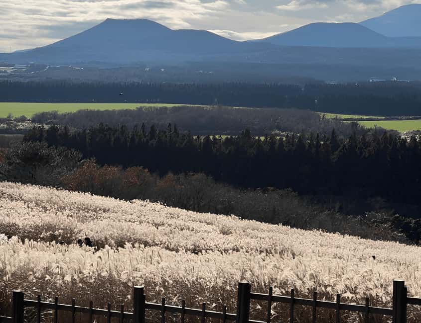 Jeju: 2026 Autumn Tour with Pink Muhly Festival Hotel Pickup - What the $90 price really includes