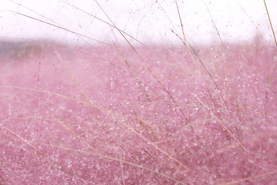 Jeju: 2026 Autumn Tour with Pink Muhly Festival Hotel Pickup - The van ride, guide style, and group feel