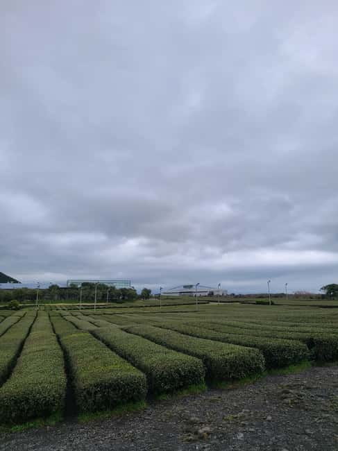 Jeju: Cherry Blossom South & West Day Tour with Hotel Pickup - Key points to know before booking