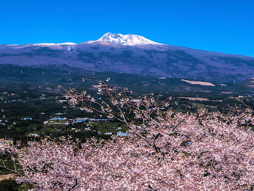 Jeju: Cherry Blossom South & West Day Tour with Hotel Pickup - Yerae is the main cherry blossom photo stop