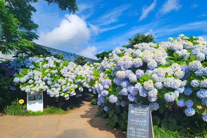 Jeju Day Tour for Cruise Guests - Yakcheonsa Temple and 80,000 golden Buddhas